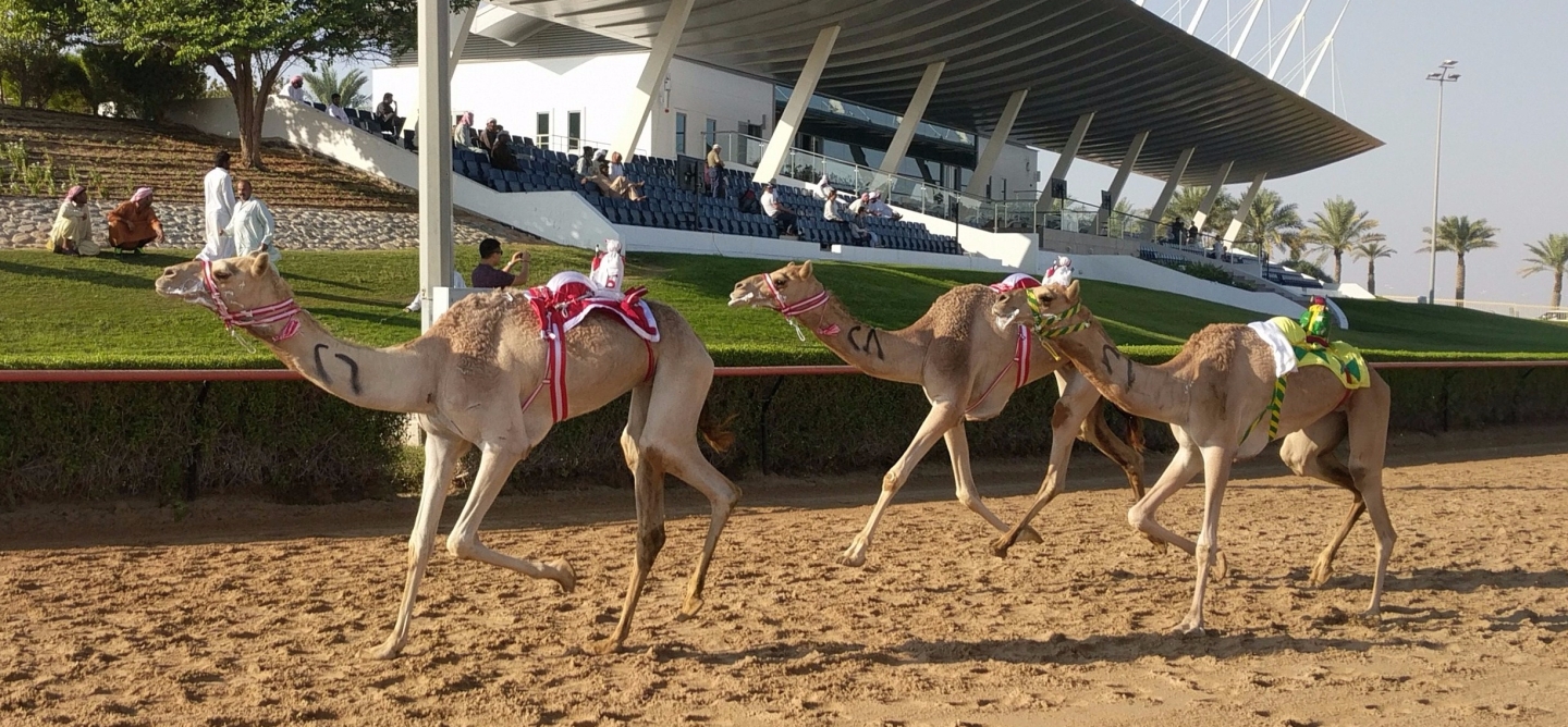 Camels Racing 